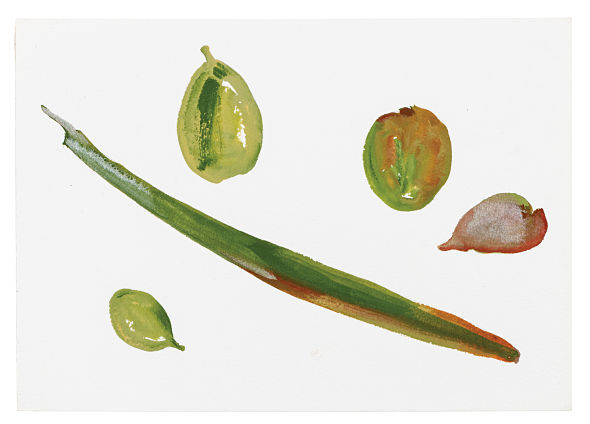 Fiona Foley Mangrove Studies 2018 590px
